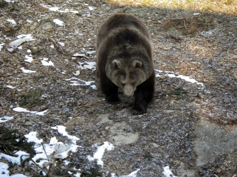 Bojnice-zoo