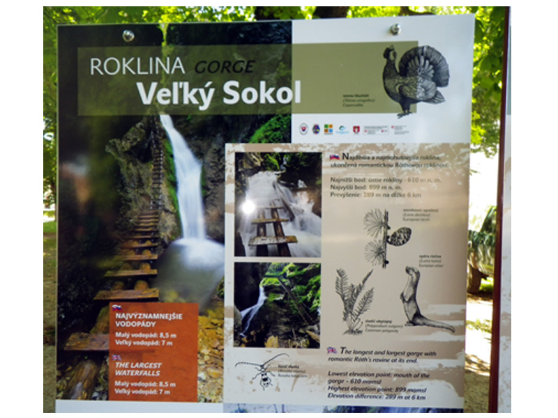 Velky-sokol